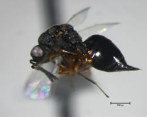 Eurytoma discordans - photo 3