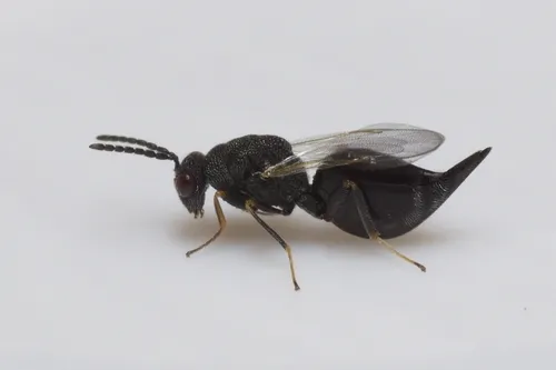Eurytoma gigantea - photo 2