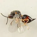 Eurytoma hecale
