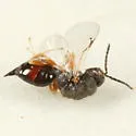 Eurytoma hecale - photo 2