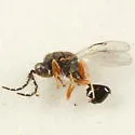 Eurytoma hecale - photo 3