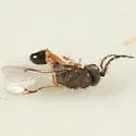 Eurytoma hecale - photo 4