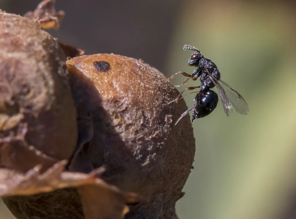 Eurytoma imminuta - photo 2