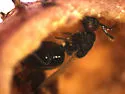 Eurytoma longavena