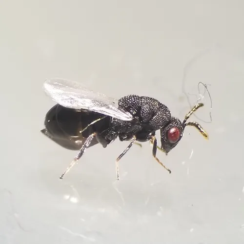 Eurytoma obtusiventris