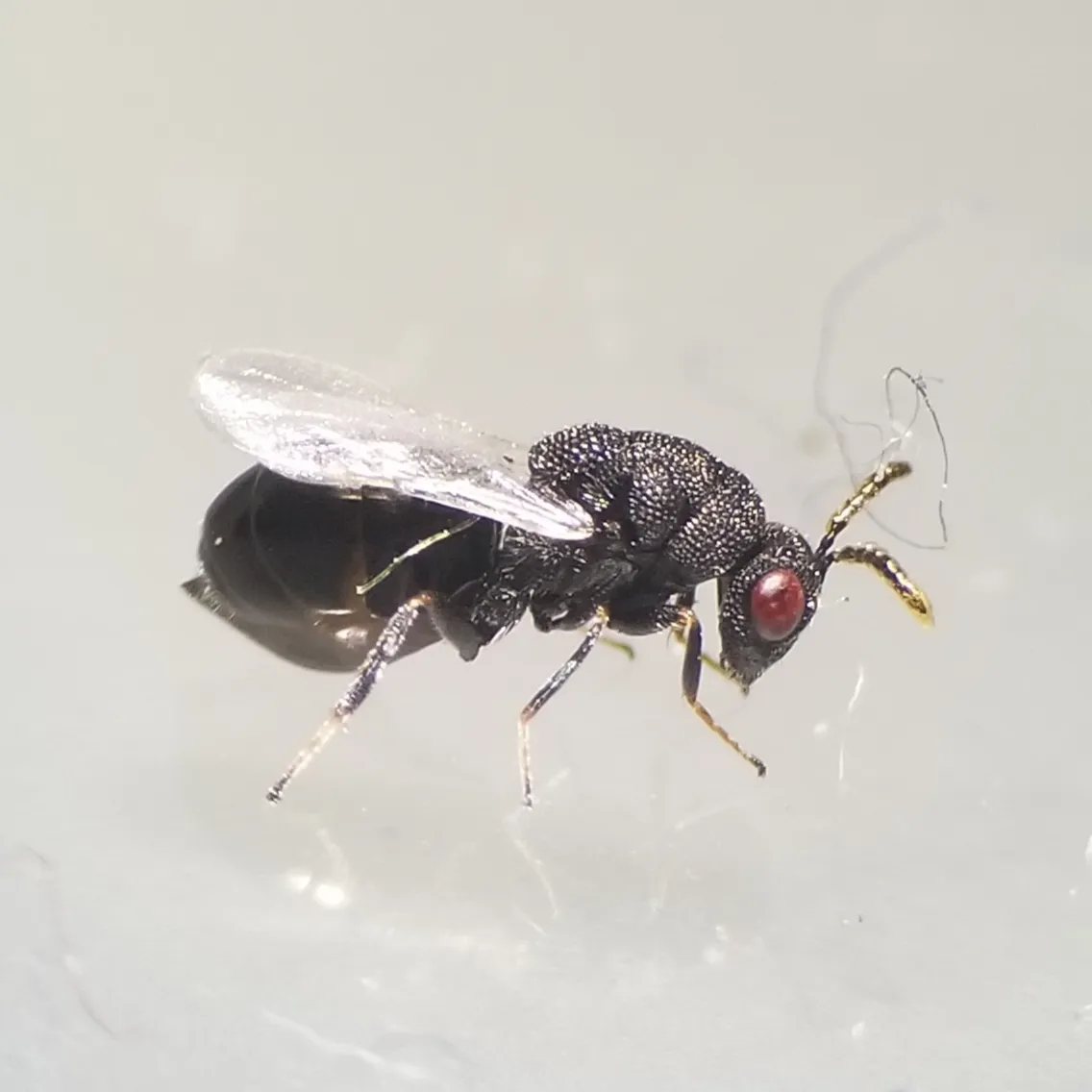 Eurytoma obtusiventris - photo 2