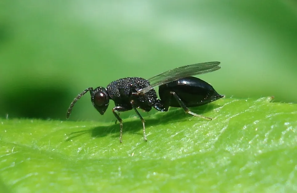 Eurytoma rosae - photo 2