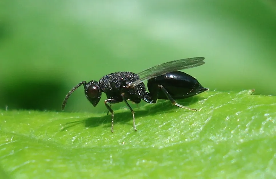 Eurytoma rosae - photo 3