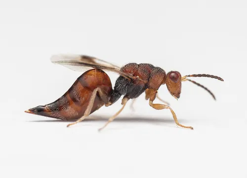 Eurytomidae - photo 2