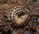 Euryurus carolinensis