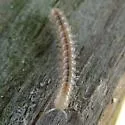 Euryurus erythropygos - photo 2
