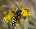 Eusapyga nigripes - photo 2