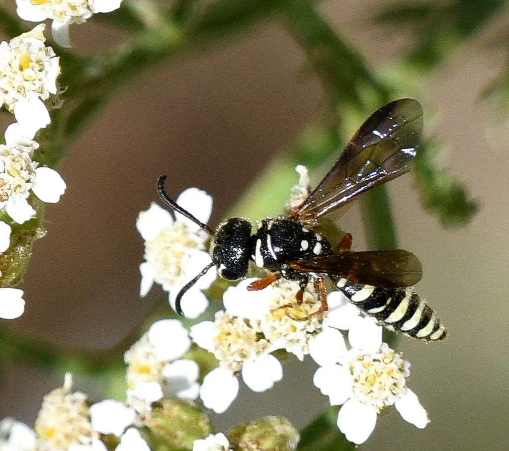 Eusapyga rubripes