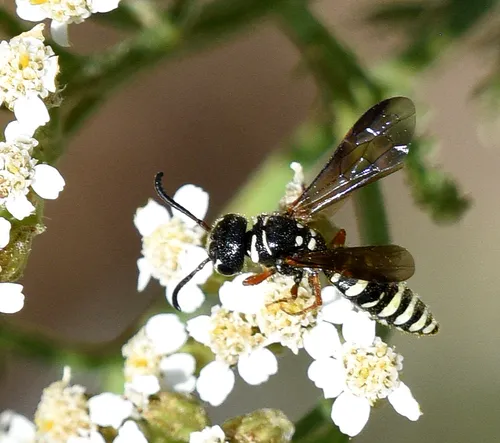 Eusapyga rubripes - photo 2