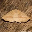Eusarca falcata - Hodges#6927