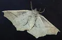 Eusarca falcata - Hodges#6927 - photo 4