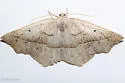 Eusarca falcata - Hodges#6927 - photo 5