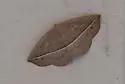 Dark-edged Eusarca - Hodges#6933 - photo 2