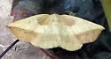 Dark-edged Eusarca - Hodges#6933 - photo 3