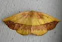 Dark-edged Eusarca - Hodges#6933 - photo 4