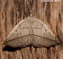 Eusarca geniculata - Hodges#6939