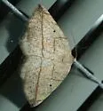 Eusarca geniculata - Hodges#6939 - photo 2