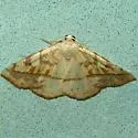 Eusarca lutzi - Hodges#6932