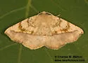 Eusarca lutzi - Hodges#6932 - photo 5