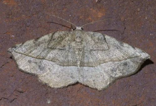 Packard's Eusarca - Hodges#6936 - Eusarca packardaria