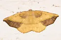 Eusarca subflavaria - Hodges#6934 - Eusarca subflavaria