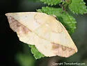 Eusarca subflavaria - Hodges#6934 - photo 2