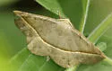 Eusarca subflavaria - Hodges#6934 - photo 3