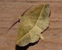 Eusarca subflavaria - Hodges#6934 - photo 4