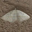 Eusarca tibiaria - Hodges#6940