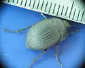 Eusattus convexus