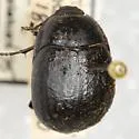 Eusattus convexus - photo 2