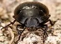 Eusattus convexus - photo 4