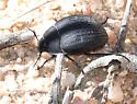 Eusattus convexus - photo 5