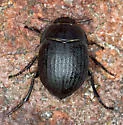 Eusattus difficilis