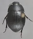 Eusattus difficilis - photo 2