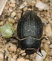 Eusattus difficilis - photo 3