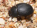 Eusattus difficilis - photo 4