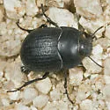 Eusattus difficilis - photo 5