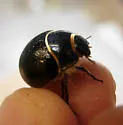 Eusattus dilatatus - Eusattus dilatatus