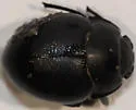 Eusattus dilatatus - photo 4