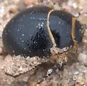 Eusattus dilatatus - photo 5