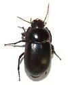 Eusattus dubius