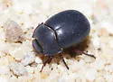 Eusattus dubius - photo 2