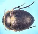 Eusattus hirsutus