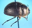 Eusattus hirsutus - photo 2